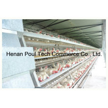 Poultry Farm Layer Cage System